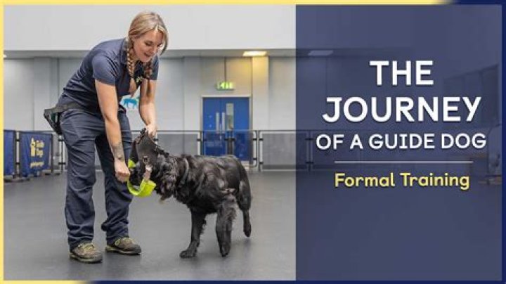 K9 Lady: The Inspiring Journey of a Dog Trainer and Advocate