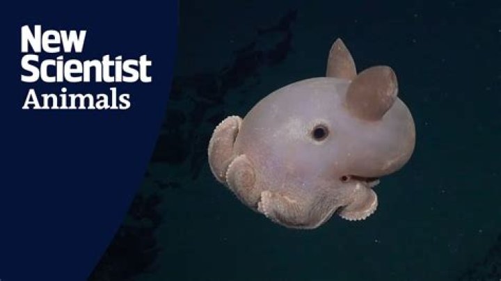 Scientists found a new sea creature with 20 'arms' and named it after a strawberry