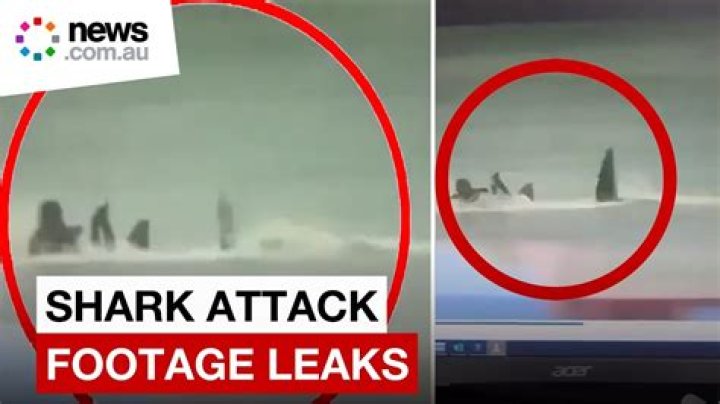 Sharkbae of Leak: Understanding the Phenomenon and Its Impact