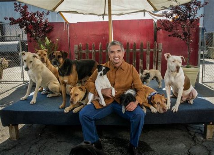 The Impact of the Dog Whisperer Tragedy: Lessons and Reflections