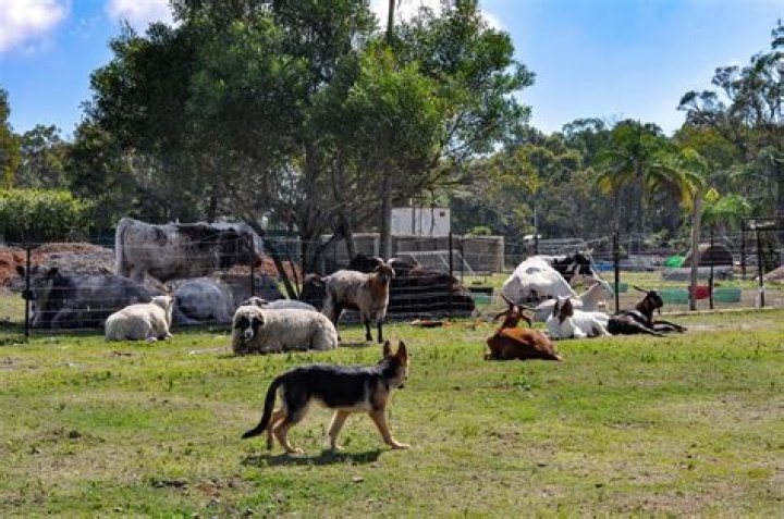 The Inspiring Journey of Asher House: A Sanctuary for Rescued Animals