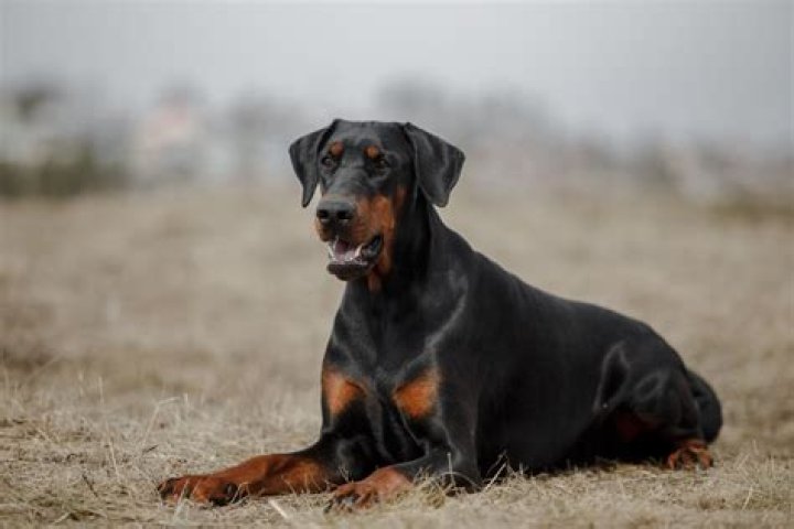 The Unwavering Loyalty and Intelligence of Britney Doberman: A Comprehensive Guide